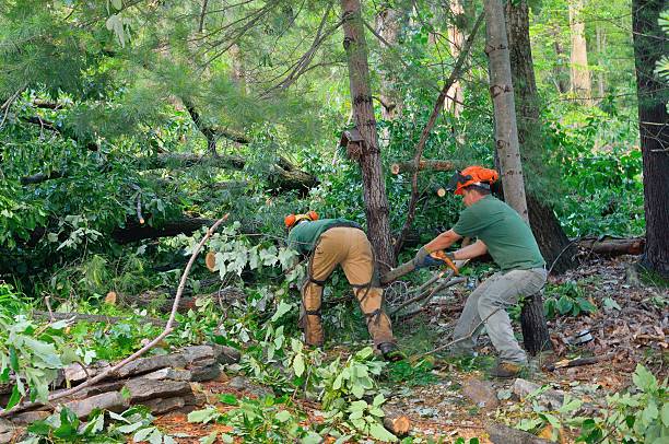 Best Leaf Removal  in Terrace Heights, WA