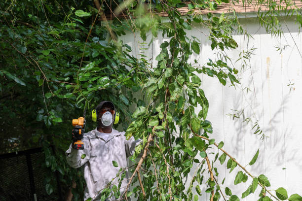 How Our Tree Care Process Works  in  Terrace Heights, WA